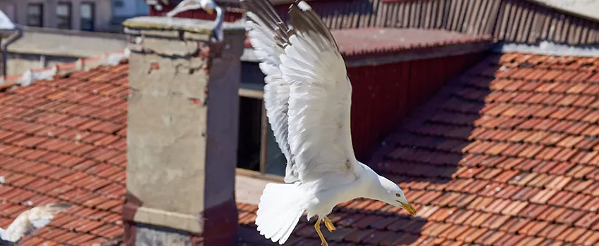 Residential Chimney Animal Removal Solution in Lawrence, MA